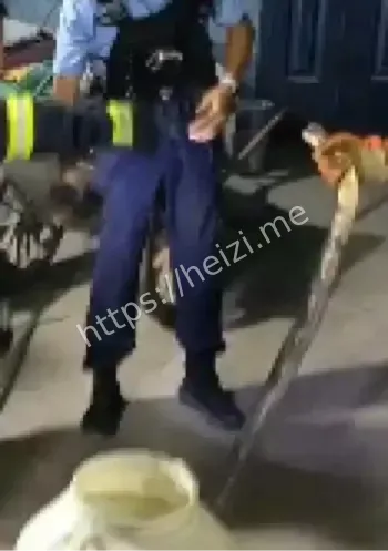 贵州民宅眼镜王蛇