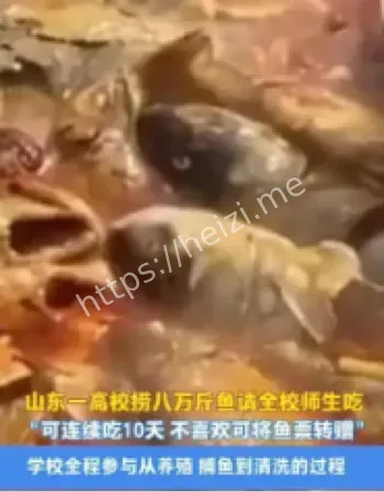 高校捕捞八万斤鱼活动