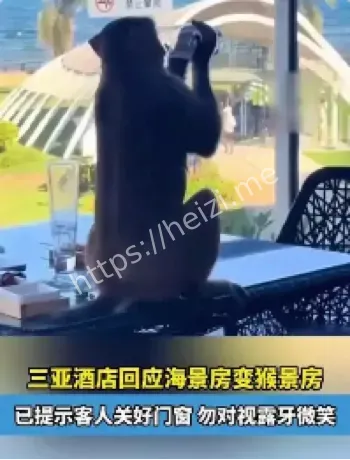 三亚酒店猴子闯入