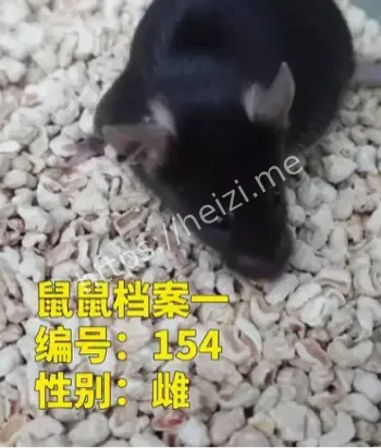 太空小鼠实验档案